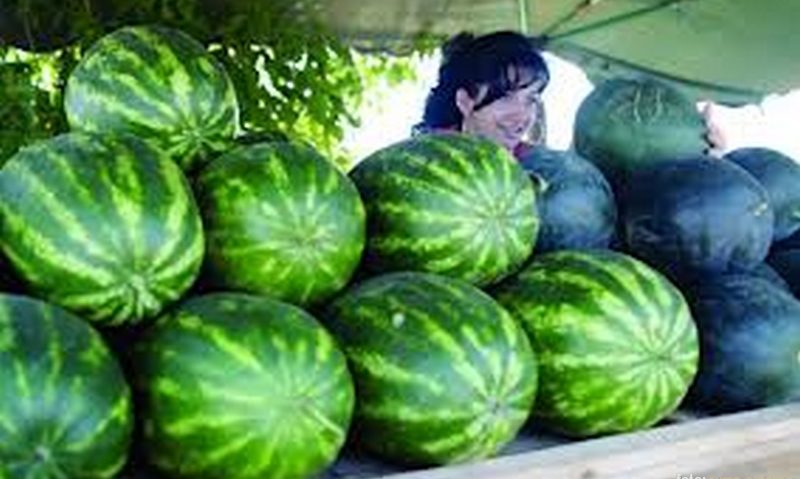 Pregătiri pentru Festivalul Lubeniţei de la Gottlob Pregătiri pentru Festivalul Lubeniţei de la Gottlob