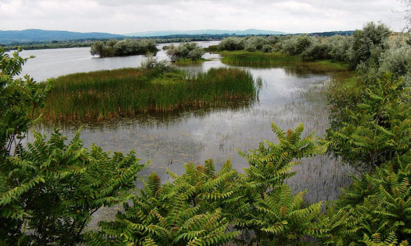 Observator în rezervaţia faunistică Ostrovul Moldova Veche Observator în rezervaţia faunistică Ostrovul Moldova Veche