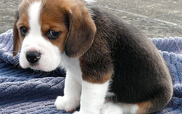 Primăria Timişoara verifică deţinătorii de animale de companie Primăria Timişoara verifică deţinătorii de animale de companie