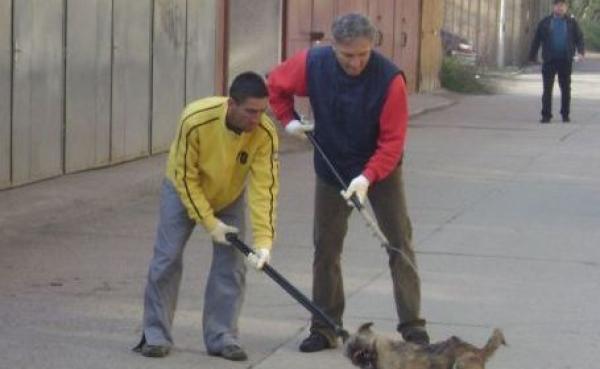 Hingherii iau la puricat şcolile din Timişoara