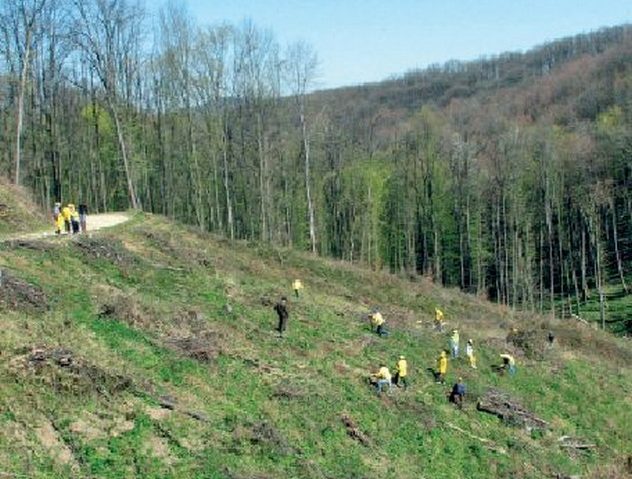 Controlul anual al regenerărilor la Direcţia Silvică Caraş-Severin Controlul anual al regenerărilor la Direcţia Silvică Caraş-Severin