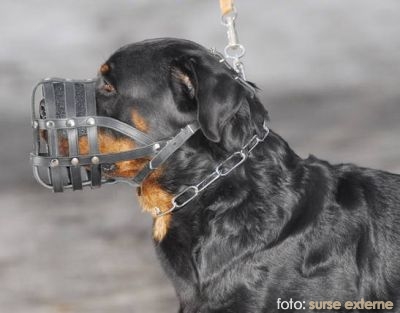 Primăria Reşiţa atrage atenţia proprietarilor de animale de companie Primăria Reşiţa atrage atenţia proprietarilor de animale de companie