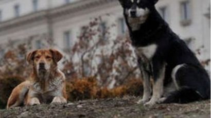 Sute de arădeni au ajuns la spital de la începutul anului, după ce au fost muşcaţi de câini