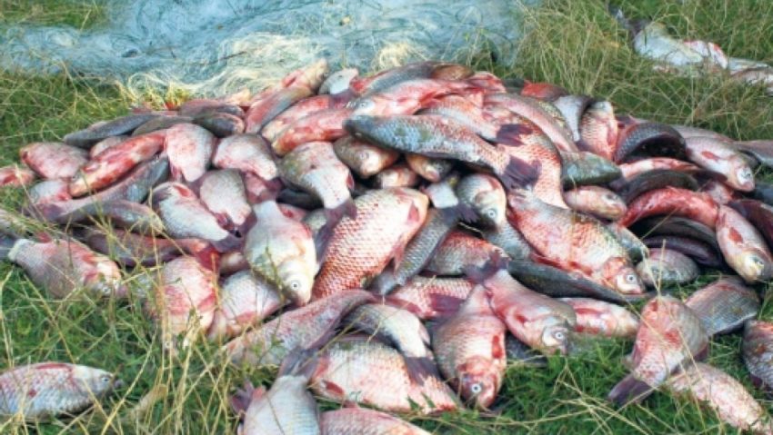 Braconaj piscicol la Moldova Veche Braconaj piscicol la Moldova Veche