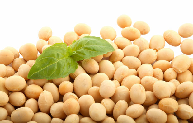 Soia modificată genetic în Serbia Soia modificată genetic în Serbia