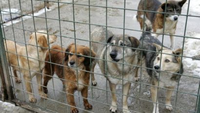 Câinii vagabonzi din Timişoara îşi caută stăpâni!