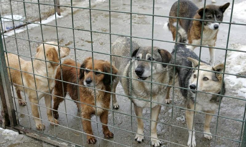 Câinii vagabonzi din Timişoara îşi caută stăpâni! Câinii vagabonzi din Timişoara îşi caută stăpâni!
