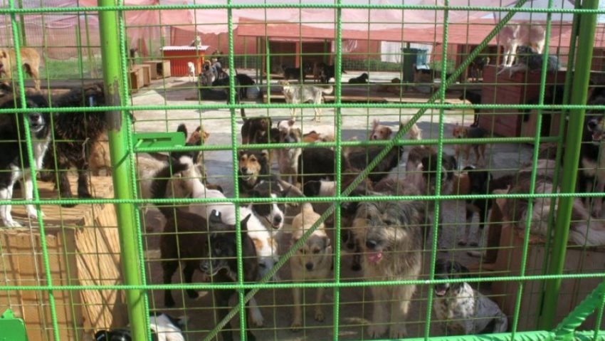 În Caraş-Severin poliţia animalelor lucrează în afara legii În Caraş-Severin poliţia animalelor lucrează în afara legii