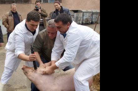 Veterinarii cărăşeni pregătiţi pentru sezonul sacrificării porcinelor Veterinarii cărăşeni pregătiţi pentru sezonul sacrificării porcinelor