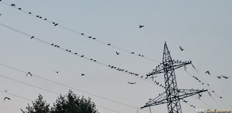 Soluţii inedite de alungare a ciorilor care zboară deasupra municipiului Timişoara! Soluţii inedite de alungare a ciorilor care zboară deasupra municipiului Timişoara!