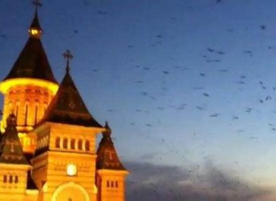 [AUDIO] La Timişoara continuă lupta împotriva ciorilor