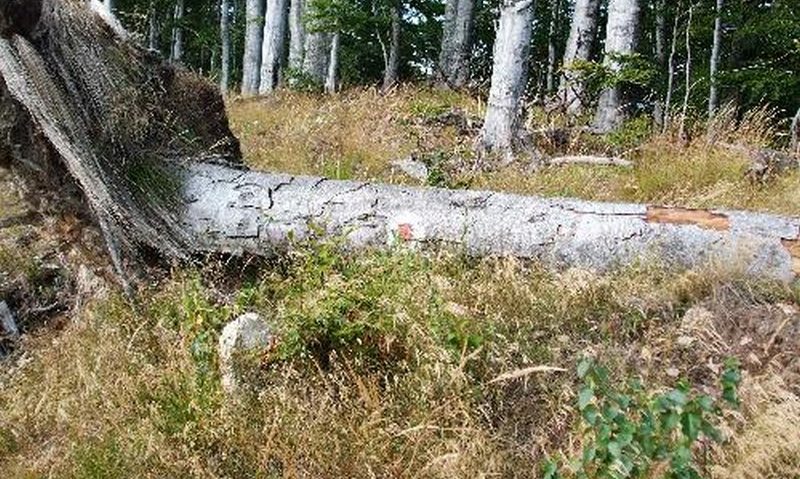 Cetatea Sarmizegetusa Regia pusă în pericol de copaci Cetatea Sarmizegetusa Regia pusă în pericol de copaci