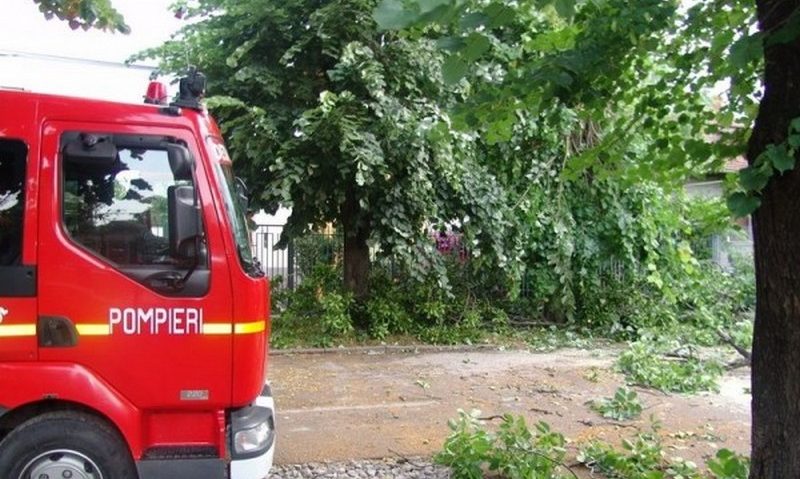 Un copac a lăsat un cartier din Reşiţa fără curent Un copac a lăsat un cartier din Reşiţa fără curent