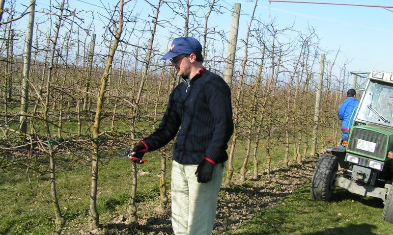 [AUDIO] Zilele calde, mană cerească pentru pomicultorii cărăşeni