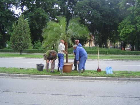 Operaţiunea „Palmierul” Operaţiunea „Palmierul”