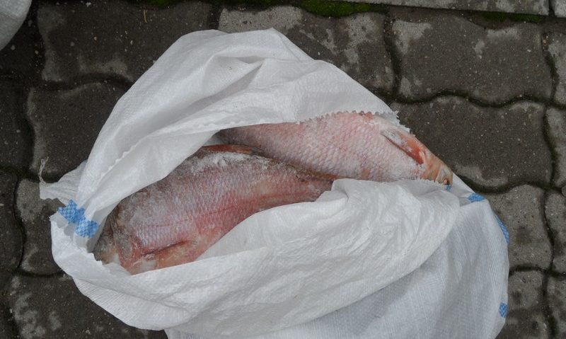 La Păstrăvăria de la Topleţ se poate cumpăra peşte zi-lumină!