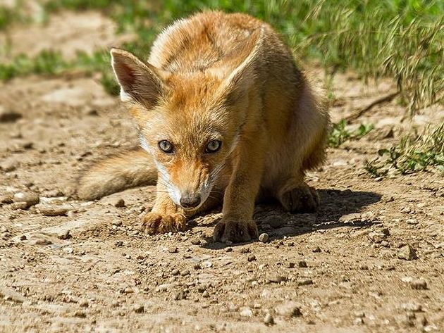 La Lugoj se iau măsuri de siguranţă a animalelor La Lugoj se iau măsuri de siguranţă a animalelor