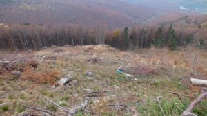 [ANCHETĂ] Parcul Naţional Semenic-Cheile Caraşului sub ameninţarea drujbei
