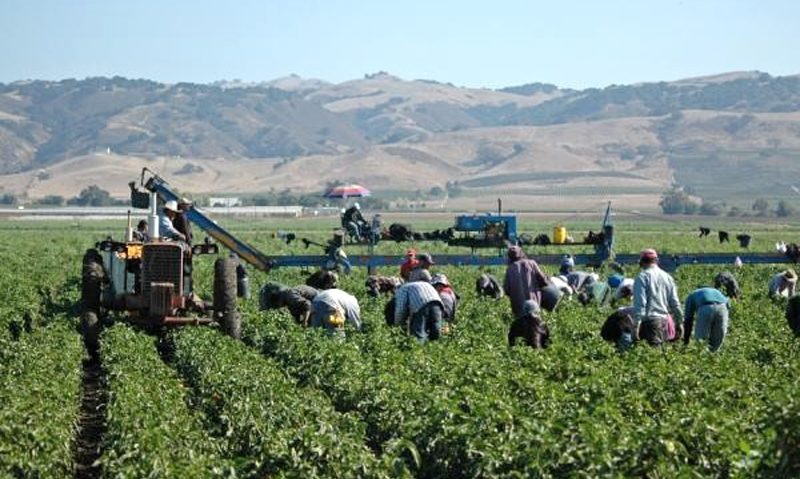 Agricultorii din Serbia, nemulţumiţi de diminuarea subvenţiilor Agricultorii din Serbia, nemulţumiţi de diminuarea subvenţiilor