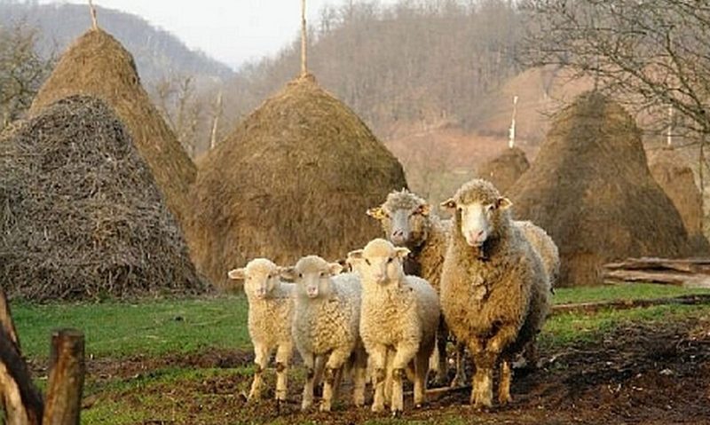 [AUDIO] Crescătorii de ovine din zonele defavorizate mai pot depune cererile de plată pentru 2013