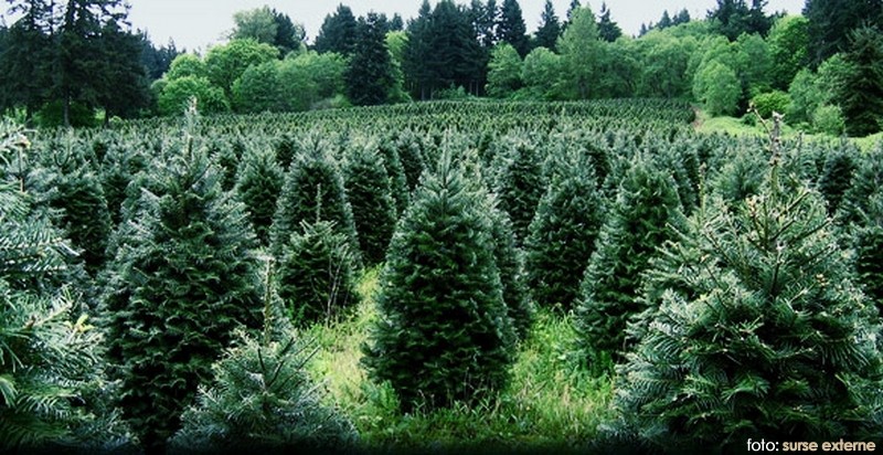 [AUDIO] Primăria Reşiţa îşi face propria pepinieră pentru a nu mai cumpăra arbori ornamentali de peste hotare
