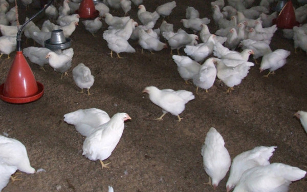 [AUDIO] Tone de carne de pasăre de la Avicola Călăraşi, retrase din magazine