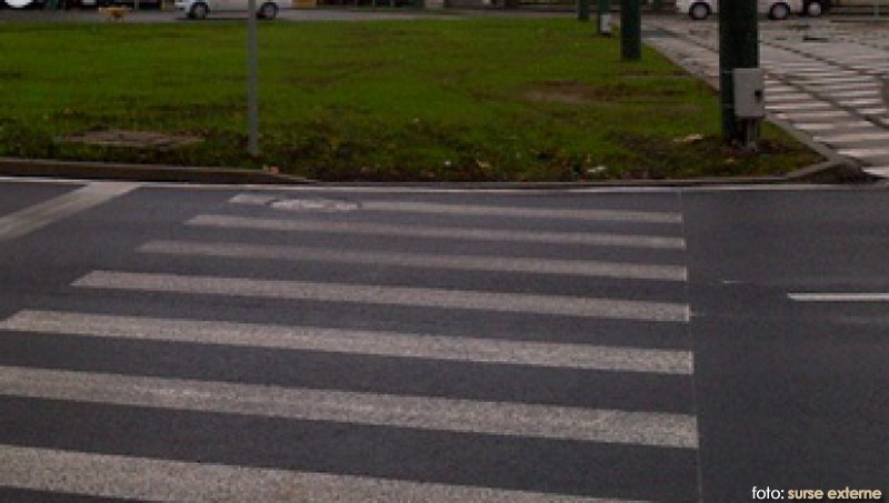Zebra buclucaşă Zebra buclucaşă