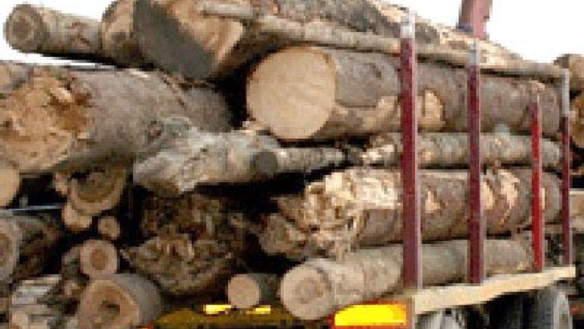 Controale pe linie de silvicultură Controale pe linie de silvicultură