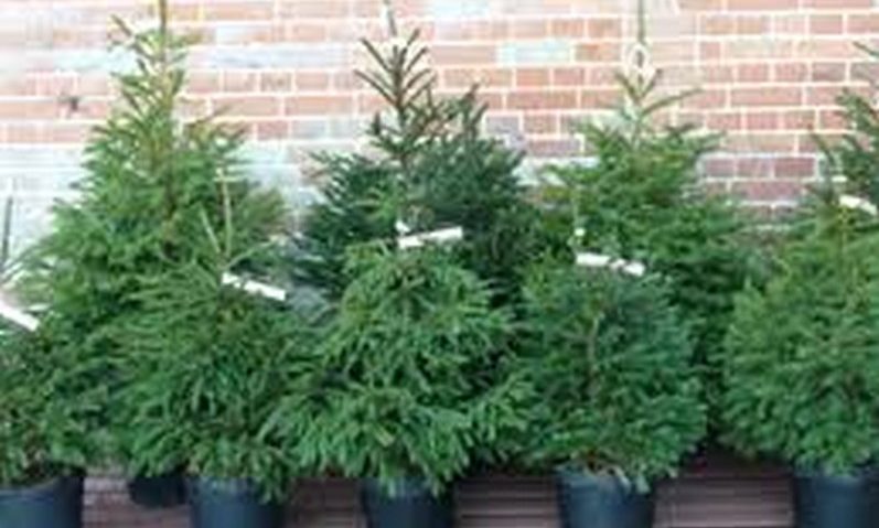 Pomii ornamentali salvează pădurile cărăşene Pomii ornamentali salvează pădurile cărăşene
