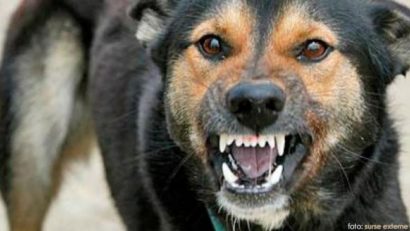 Bărbat atacat de o haită de câini, în Timişoara