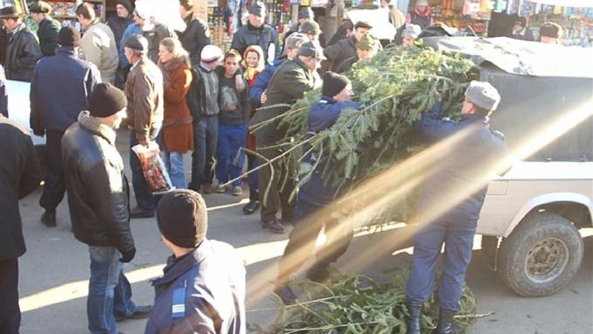 Ilegalităţi în domeniul silvic Ilegalităţi în domeniul silvic