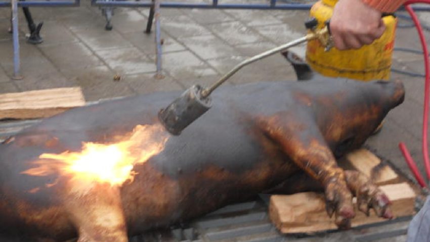 Un porc pârlit bine de tot Un porc pârlit bine de tot