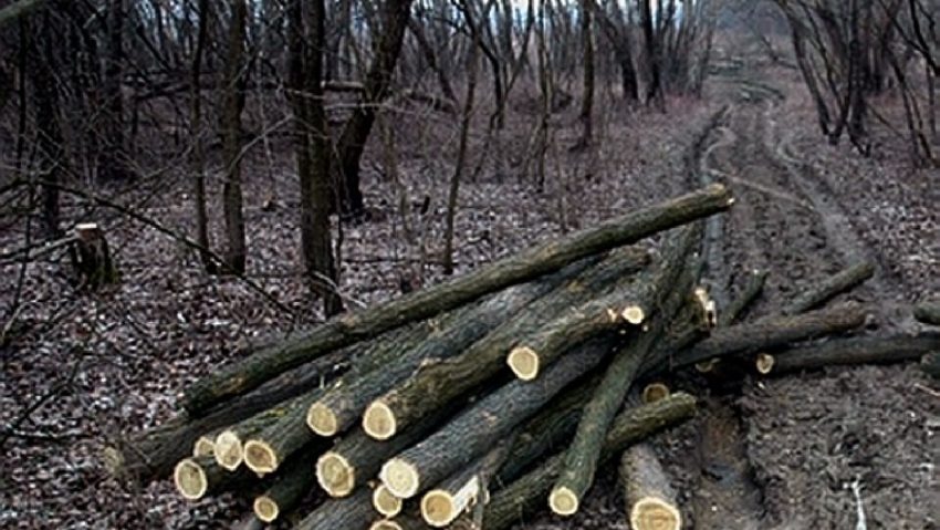 A tăiat o pădure de salcâmi A tăiat o pădure de salcâmi