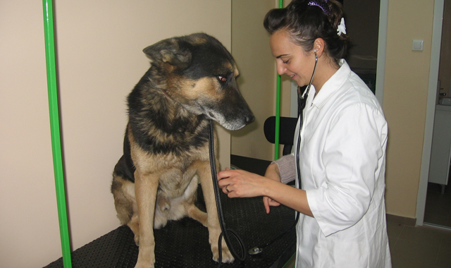 De 8 luni fără veterinar De 8 luni fără veterinar