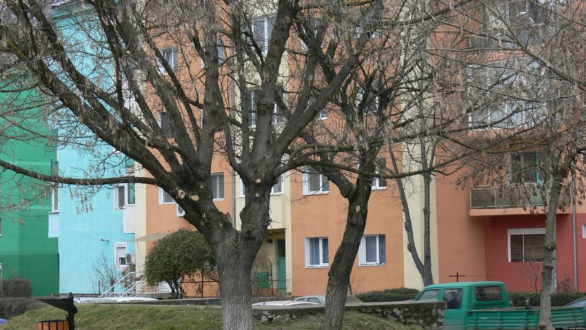 Organizaţiile de mediu spun STOP tăierilor de arbori din Reşiţa Organizaţiile de mediu spun STOP tăierilor de arbori din Reşiţa