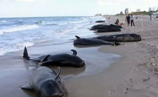 Dezastru în Noua Zeelandă: 39 de balene eşuate