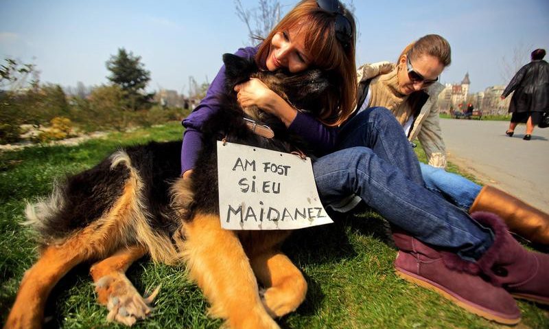Maidanezii hunedoreni „latră” în Uniunea Europeană Maidanezii hunedoreni „latră” în Uniunea Europeană