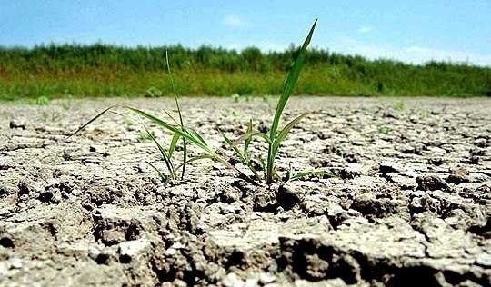 [AUDIO] Culturile agricole, compromise din cauza lipsei de precipitaţii