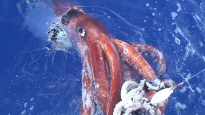 În Spania, furtuna a distrus cea mai mare colecţie de calamari uriaşi din lume
