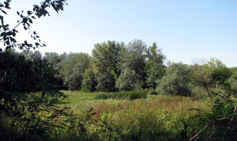 Amenzi în Parcul Naţional Lunca Mureşului Amenzi în Parcul Naţional Lunca Mureşului