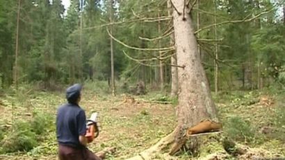 Direcţia Silvică reacţionează la semnalul de alarmă tras de Galescu