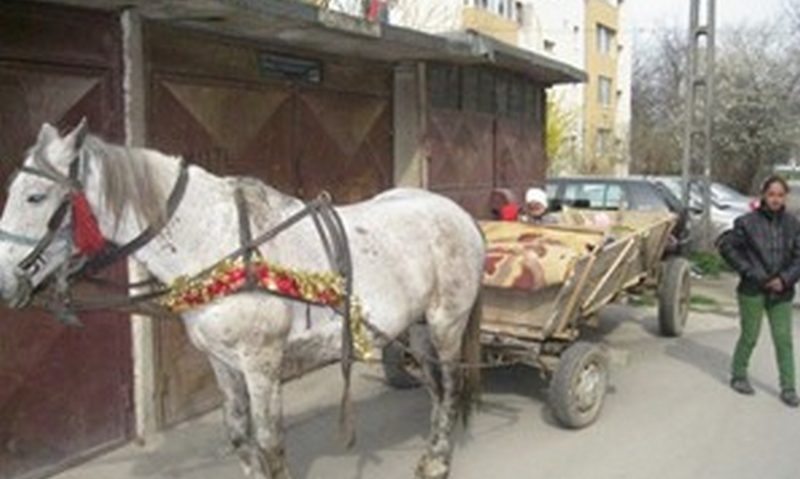 La galop prin Timişoara La galop prin Timişoara