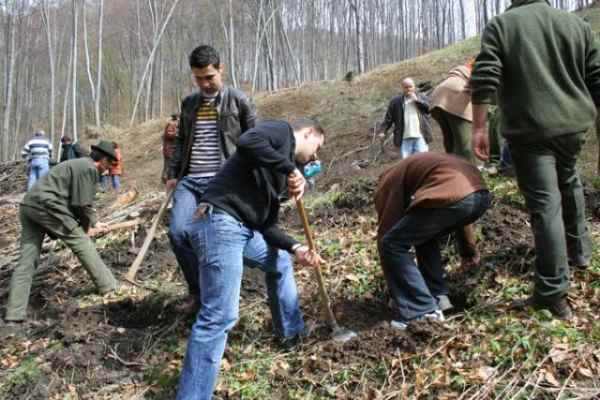 [AUDIO] Plantări de toamnă la Bocşa