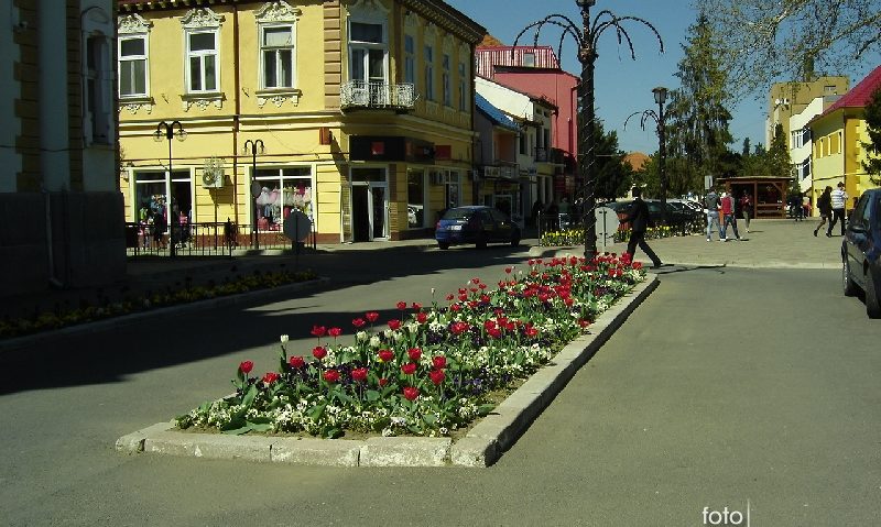 Lalele furate la Caransebeş chiar din faţa Primăriei Lalele furate la Caransebeş chiar din faţa Primăriei