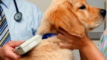 Primul Serviciu Medical de Urgență Veterinară din România