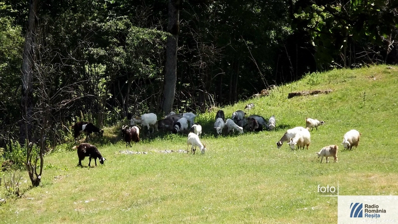 Animalele nesupraveghetate o tentaţie pentru hoţi Animalele nesupraveghetate o tentaţie pentru hoţi