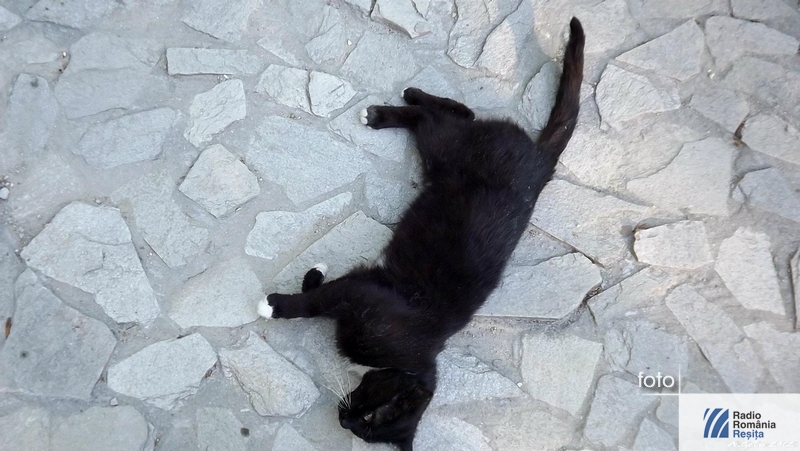 Pisica neagră la ISU Timiş Pisica neagră la ISU Timiş