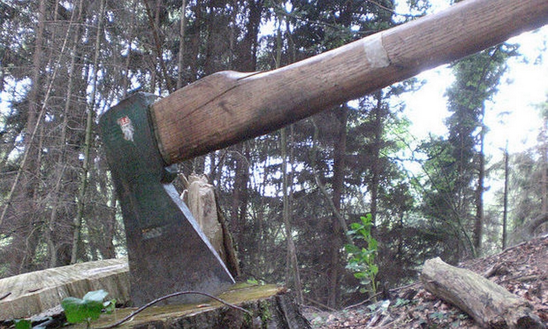 Pădure furată copac cu copac la Păltiniş Pădure furată copac cu copac la Păltiniş