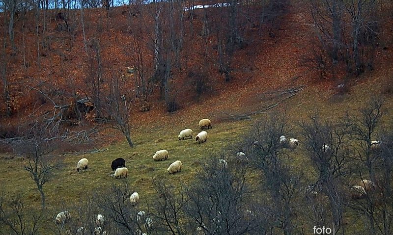 Ovinele din Caraş-Severin vaccinate împotriva antraxului Ovinele din Caraş-Severin vaccinate împotriva antraxului