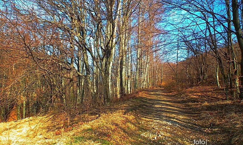 Intabulări în cercetare, la Bucoşniţa Intabulări în cercetare, la Bucoşniţa